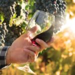 How Sustainable Winemaking Is Transforming the Wine Industry