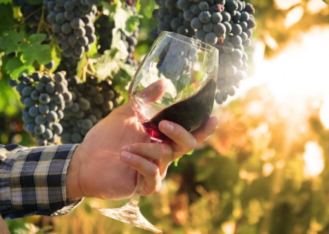 How Sustainable Winemaking Is Transforming the Wine Industry