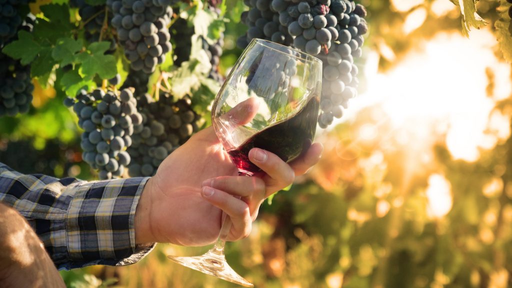 How Sustainable Winemaking Is Transforming the Wine Industry